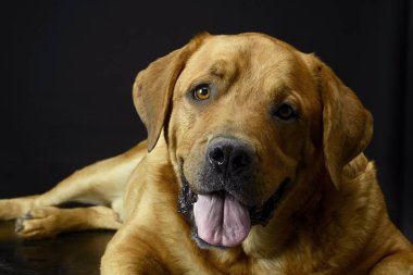 Güzel av köpeği portre karanlık fotoğraf stüdyosu