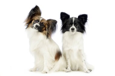 beyaz fotoğraf stüdyosunda oturan iki şirin papillon
