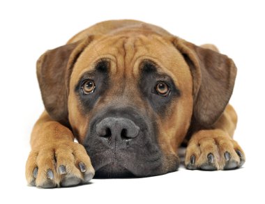  Sevimli köpek Cane Corso beyaz arka plan fotoğraf stüdyosu