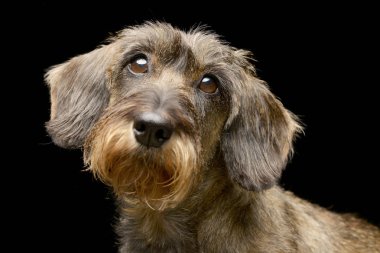 Çok güzel bir Dachshund, atış, stüdyo portre siyah izole.