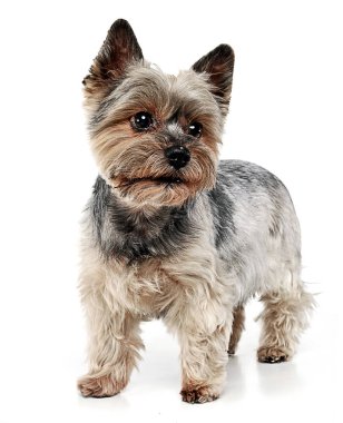Yorkshire Terrier beyaz stüdyo arka planda kalıyor