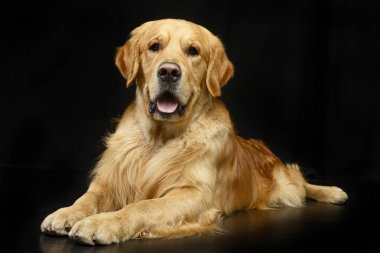 Bir sevimli Golden Retriever siyah arka plan üzerine yalan stüdyo çekim.