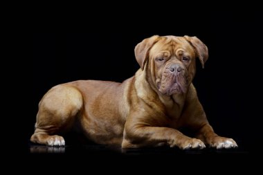 Çok güzel bir Dogue de Bordeaux siyah arka plan üzerine yalan stüdyo çekim.