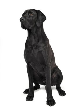 Beyaz stüdyoda oturan karışık doğurmak siyah köpek