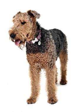 Airdale Terrier beyaz stüdyoda kalmak
