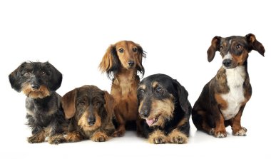 Grup ogf güzel dachshund beyaz studio rahatlatıcı