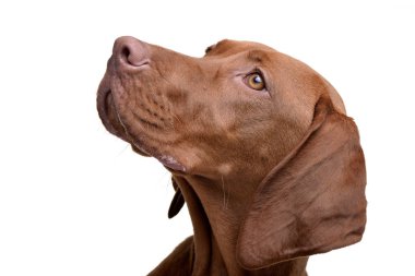 Beyaz arka plan üzerinde izole bir Macar sevimli vizsla (magyar vizsla) - portresi.