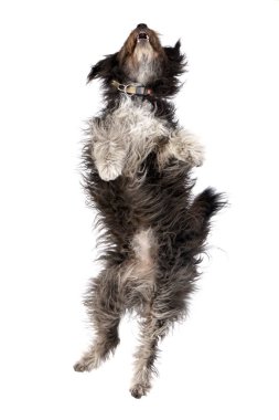 Onu geri - studio vurdu, yalan bir çok güzel karışık doğurmak köpek üzerinde beyaz izole.