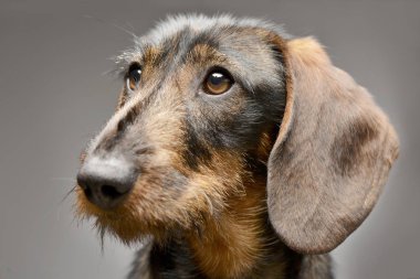 Çok güzel bir Dachshund - atış, stüdyo portresi gri izole.
