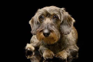 Çok güzel bir Dachshund siyah arka plan üzerine yalan stüdyo çekim.