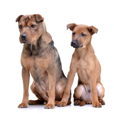 Beyaz arka plan üzerinde oturan iki çok güzel karışık doğurmak köpek stüdyo çekim.