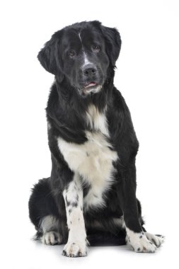 Beyaz arka plan üzerinde oturan bir çok güzel karışık doğurmak köpek stüdyo çekim.