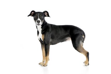 Beyaz arka plan üzerinde bir çok güzel karışık doğurmak köpek duran stüdyo çekim.