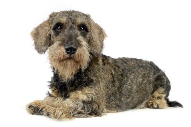 sevimli köpek yavrusu beyaz fotoğraf stüdyosunda yalan saç dachshund kablolu