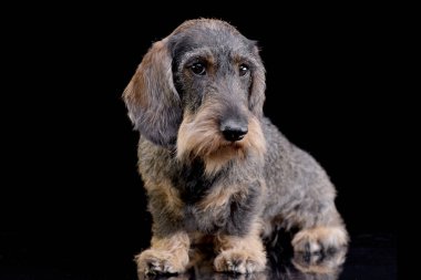 Siyah arka plan üzerine oturan sevimli bir Dachshund stüdyo çekim.