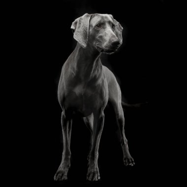 Karanlık fotoğraf Studio güzel Weimarener