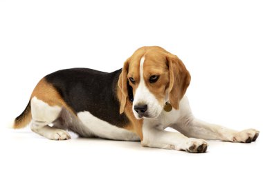 Studio shot of an adorable Beagle lying on white background. clipart