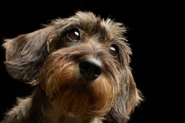 Çok güzel bir Dachshund, atış, stüdyo portre siyah izole.