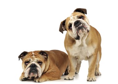 iki bulldogs beyaz bir stüdyoda eğleniyor musun