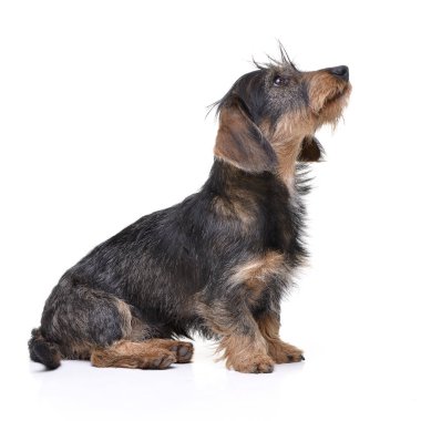 Stüdyo çekim çok güzel bir tel saçlı Dachshund beyaz arka plan üzerinde oturan.