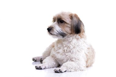 Beyaz arka plan üzerinde yalan çok güzel bir Havanese köpek stüdyo çekim.