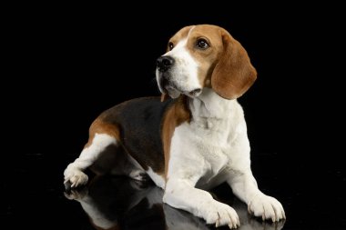 Stüdyo çekim çok güzel bir Beagle siyah arka plan üzerine yalan.