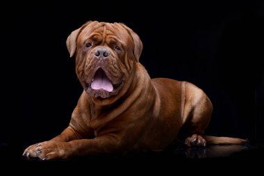 Çok güzel bir Dogue de Bordeaux siyah arka plan üzerine yalan stüdyo çekim.