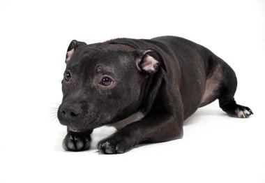 Köpek yavrusu Staffordshire boğa korkunç bir beyaz Studio