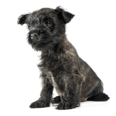 Köpek yavrusu cairn terrier katta oturan