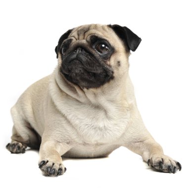 şirin pug bir beyaz fotoğraf stüdyosunda rahatlatıcı