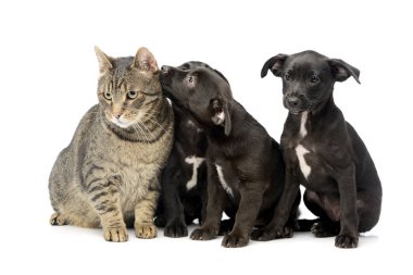Üç sevimli karışık doğurmak köpek yavrusu ve üzerinde beyaz izole bir kedi, stüdyo çekim.