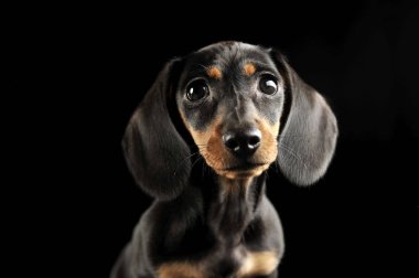 Köpek yavrusu dachshund portre karanlık bir stüdyoda