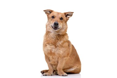 Beyaz arka plan üzerinde oturan bir çok güzel karışık doğurmak köpek stüdyo çekim.