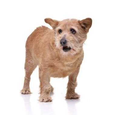 Beyaz arka plan üzerinde bir çok güzel karışık doğurmak köpek duran stüdyo çekim.