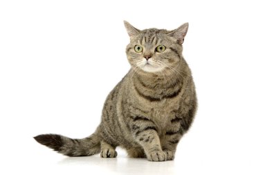 Beyaz arka plan üzerinde bir sevimli tekir kedi duran stüdyo çekim.