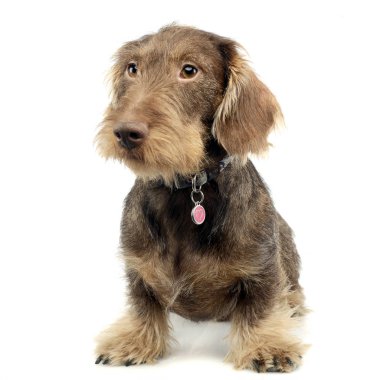 Stüdyo çekim çok güzel bir tel saçlı Dachshund beyaz arka plan üzerinde oturan.