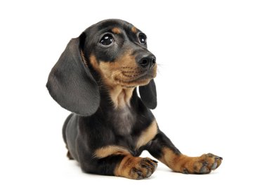 köpek yavrusu şor saç dachshund studio rahatlatıcı