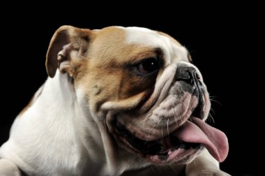İngilizce Bulldog karanlık Studio dili dışarı yapışmasını