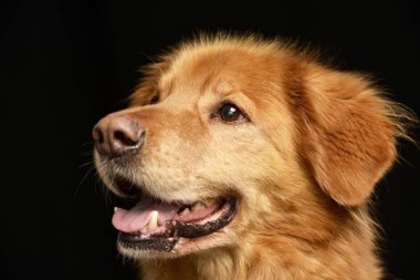 Sevimli bir Hovawart puppie, ateş, stüdyo portre siyah izole.