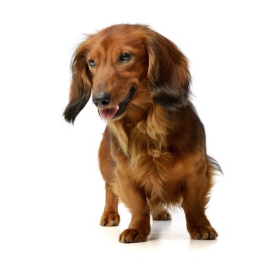 Beyaz arka plan üzerinde bir çok güzel uzun saçlı Dachshund duran stüdyo çekim.