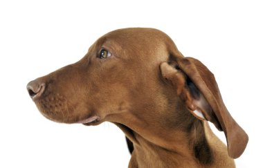 köpek yavrusu Macar vizsla yan portre beyaz Studio