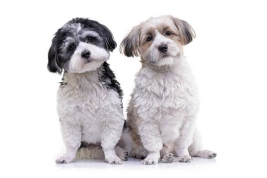 Beyaz arka plan üzerinde oturan iki sevimli Havanese köpek stüdyo çekim.