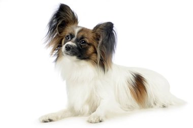 şirin papillon beyaz fotoğraf stüdyosunda rahatlatıcı