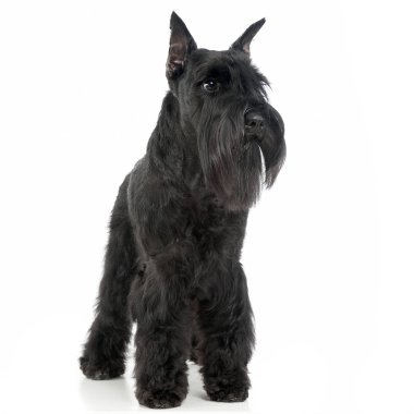 Minyatür Schnauzer ayakta beyaz fotoğraf stüdyosu