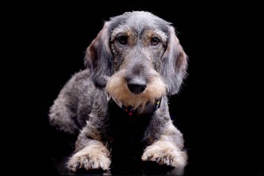 Çok güzel bir Dachshund siyah arka plan üzerine yalan stüdyo çekim.