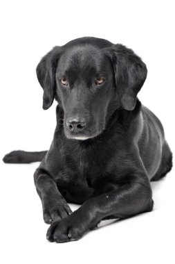 Beyaz arka plan üzerinde yalan bir çok güzel karışık doğurmak köpek stüdyo çekim.
