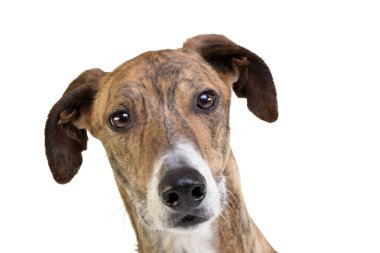 Çok güzel bir Macar agar beyaz arka plan üzerinde yalan stüdyo çekim.