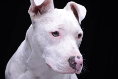 Siyah arka plan üzerine izole bir çok güzel karışık doğurmak köpek - portresi.