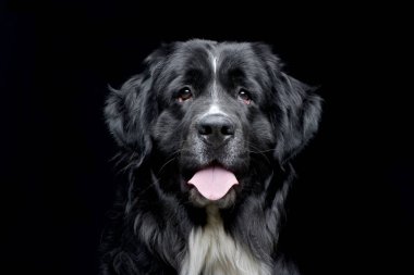 Çok güzel bir Newfoundland köpek - siyah arka plan üzerine izole portresi.