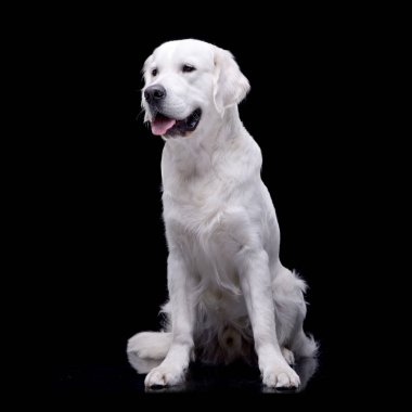 Çok güzel bir Golden retriever siyah arka plan üzerine oturan stüdyo çekim.